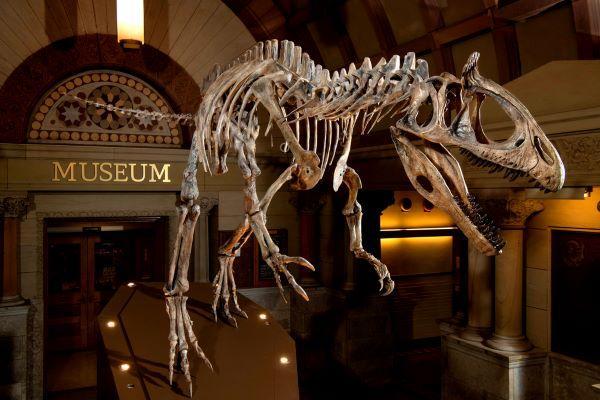 cryolophosaur dinosaur skeleton