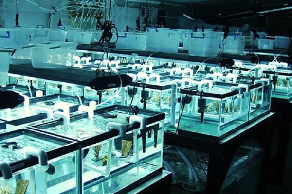 Tanks used to study coral under changing climate scenarios Tanks used to study coral under changing climate scenarios