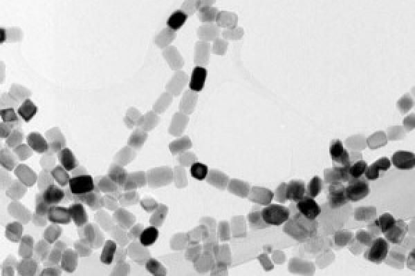 Photo of magnetic bacteria, which will soon fly into space