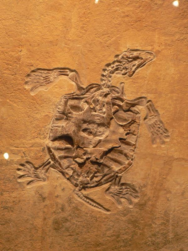 Placeholder: image of a fossil