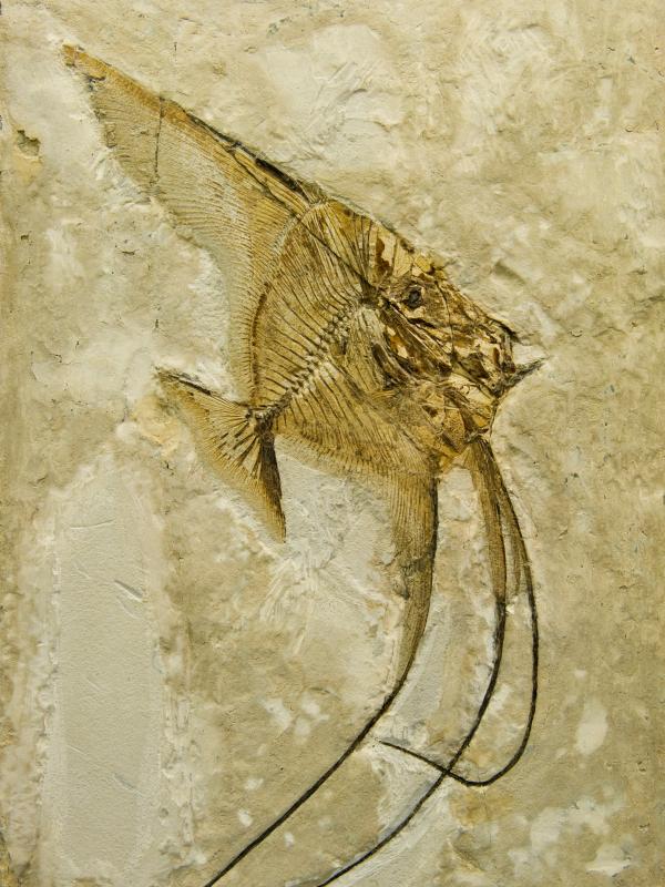 Placeholder: image of a fossil
