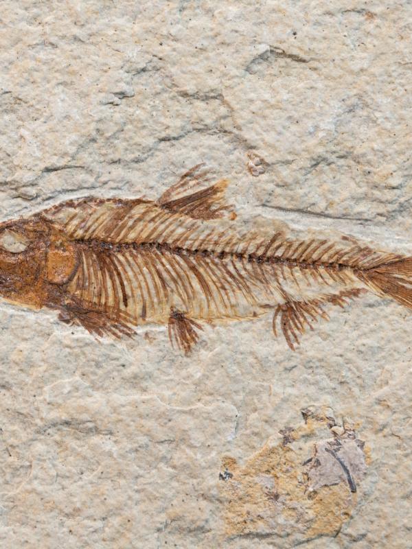 Placeholder: image of a fossil