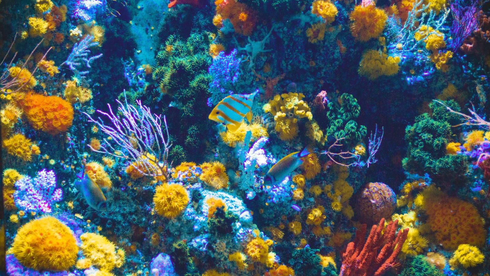 12 things you can do to help save coral reefs
