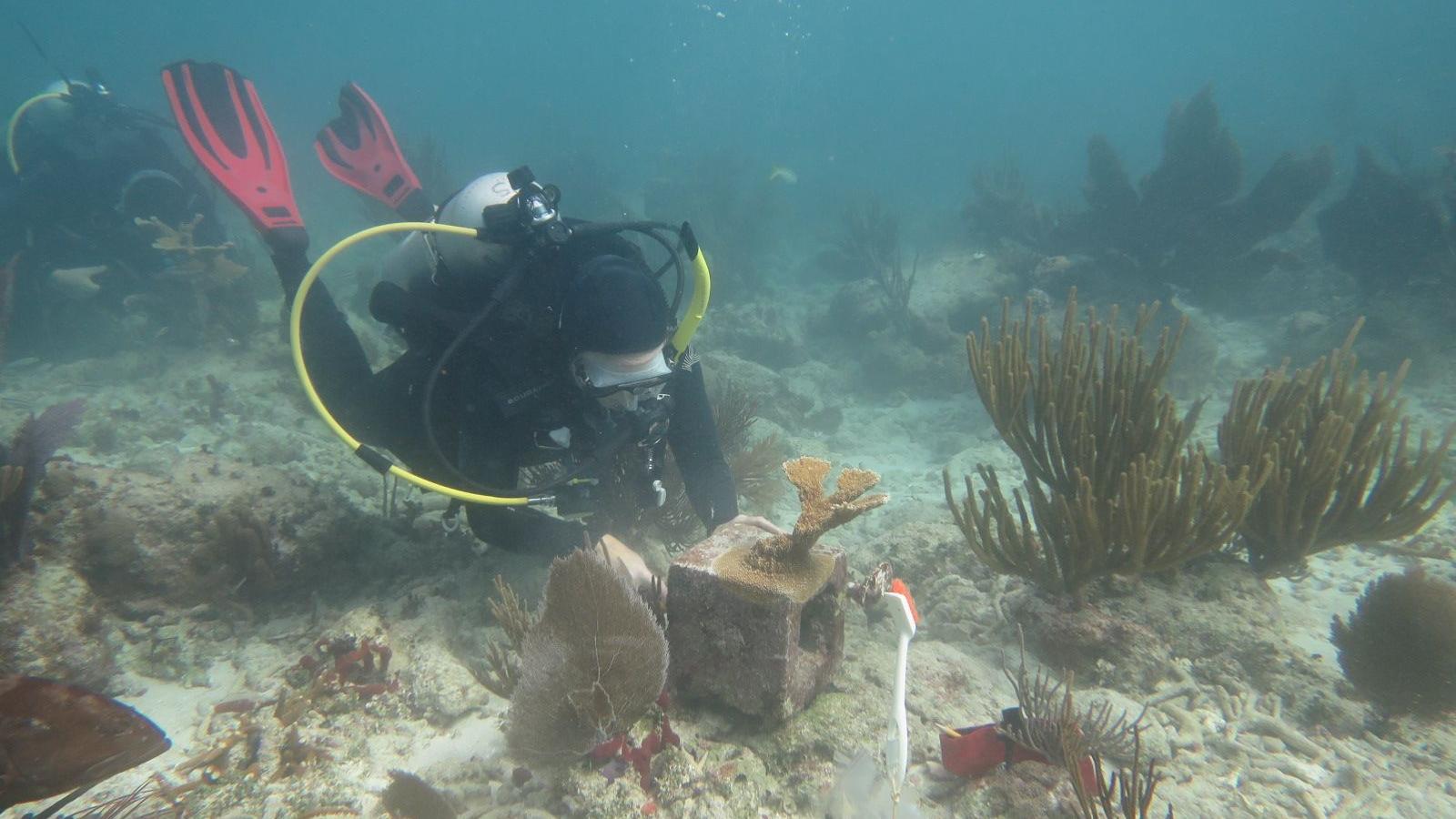 Dr Ilsa Kuffner collecting corals on scuba