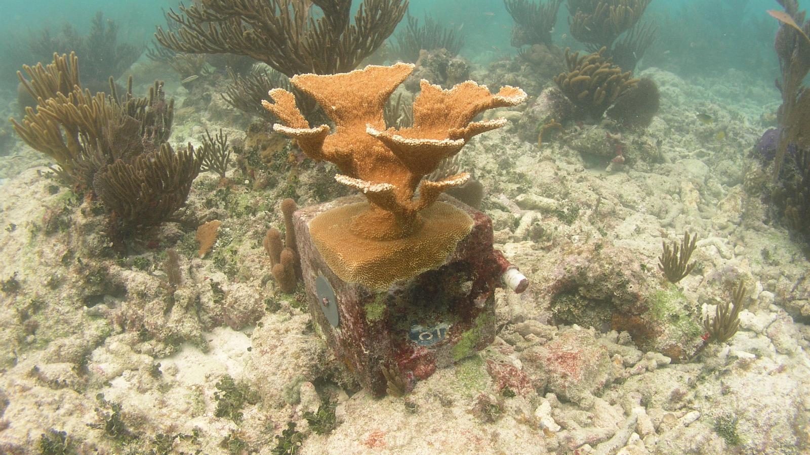 Acropora palmata experimental coral on a cinder block.