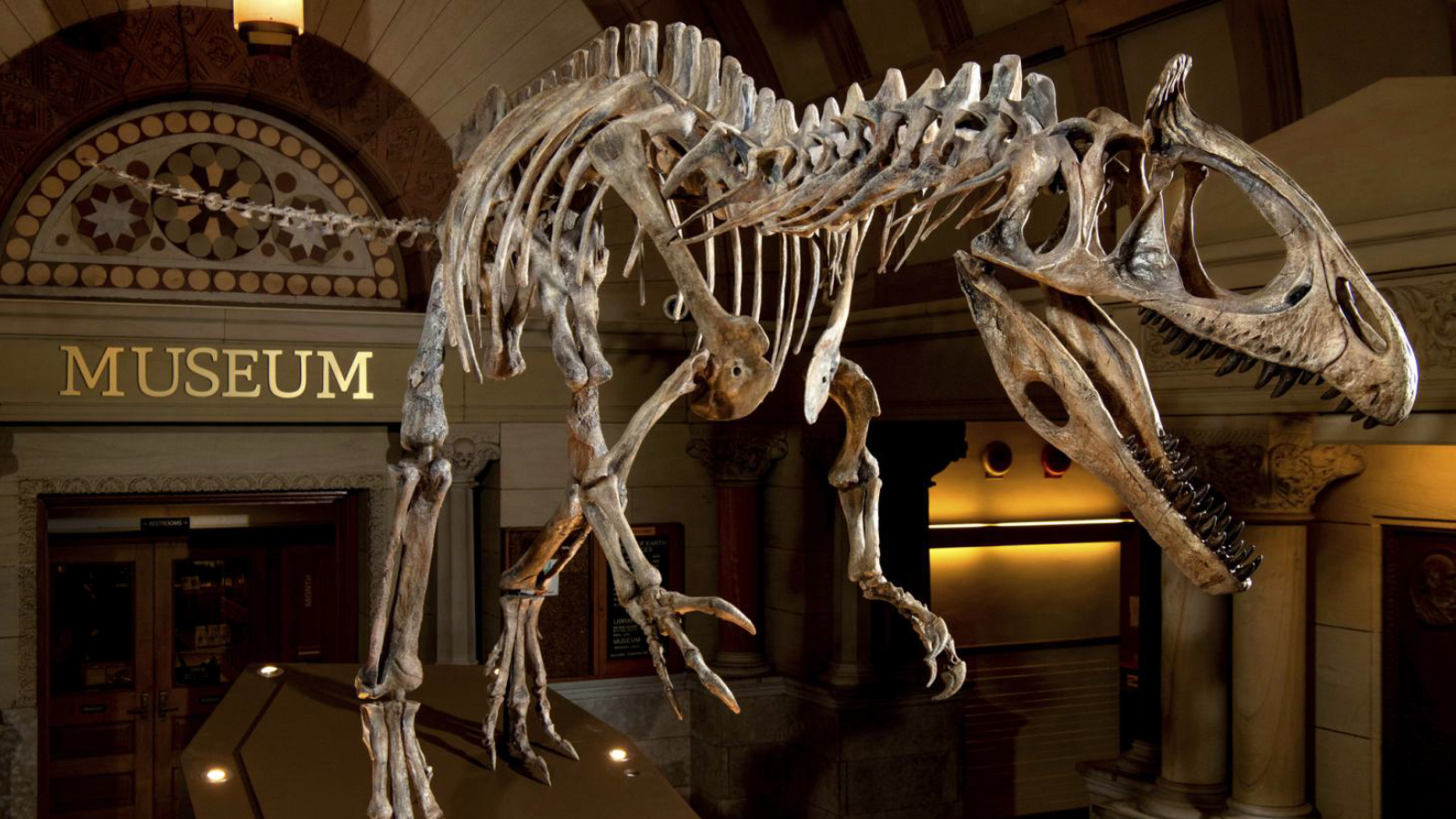 Cryolophosaurus ellioti replica in the lobby of Orton Hall in front of the Orton Geological Museum.