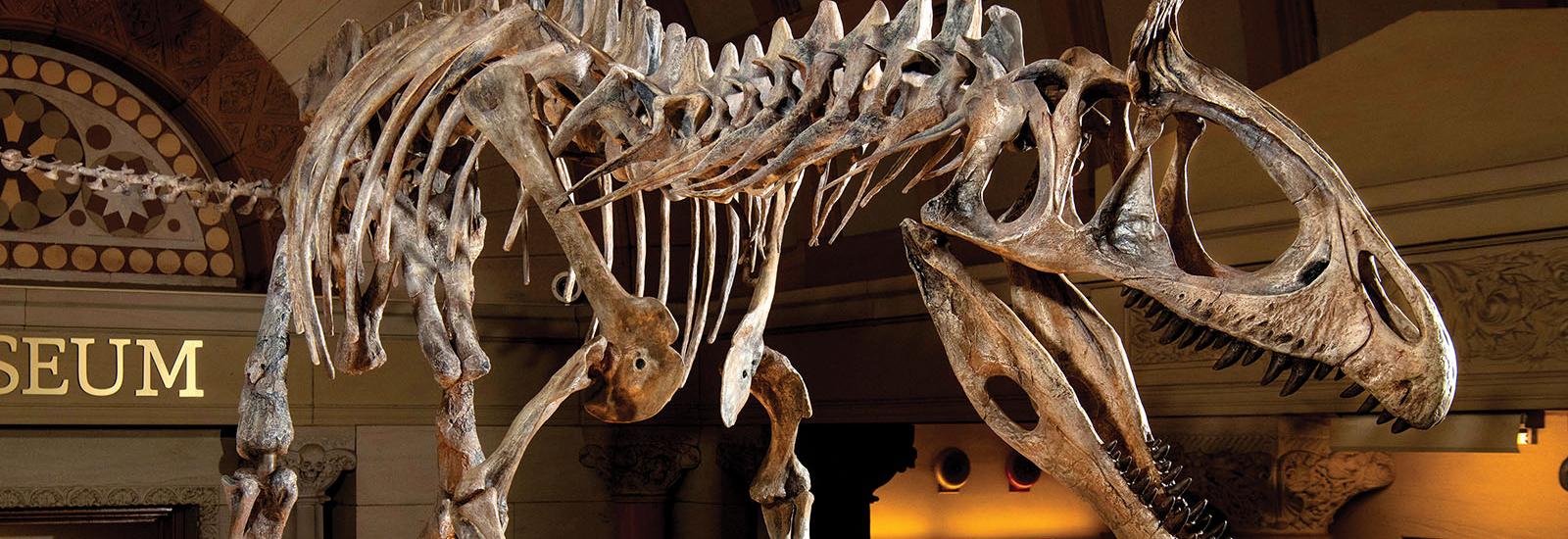 Cryolophosaurus skeleton at the Orton Museum