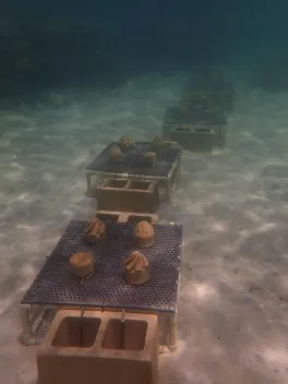 Experimental setup on the reef in Hawaii.